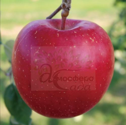 Яблоня Бени Шогун 